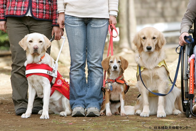 第1回「動物福祉の現状」｜特定非営利活動法人 日本補助犬情報センター