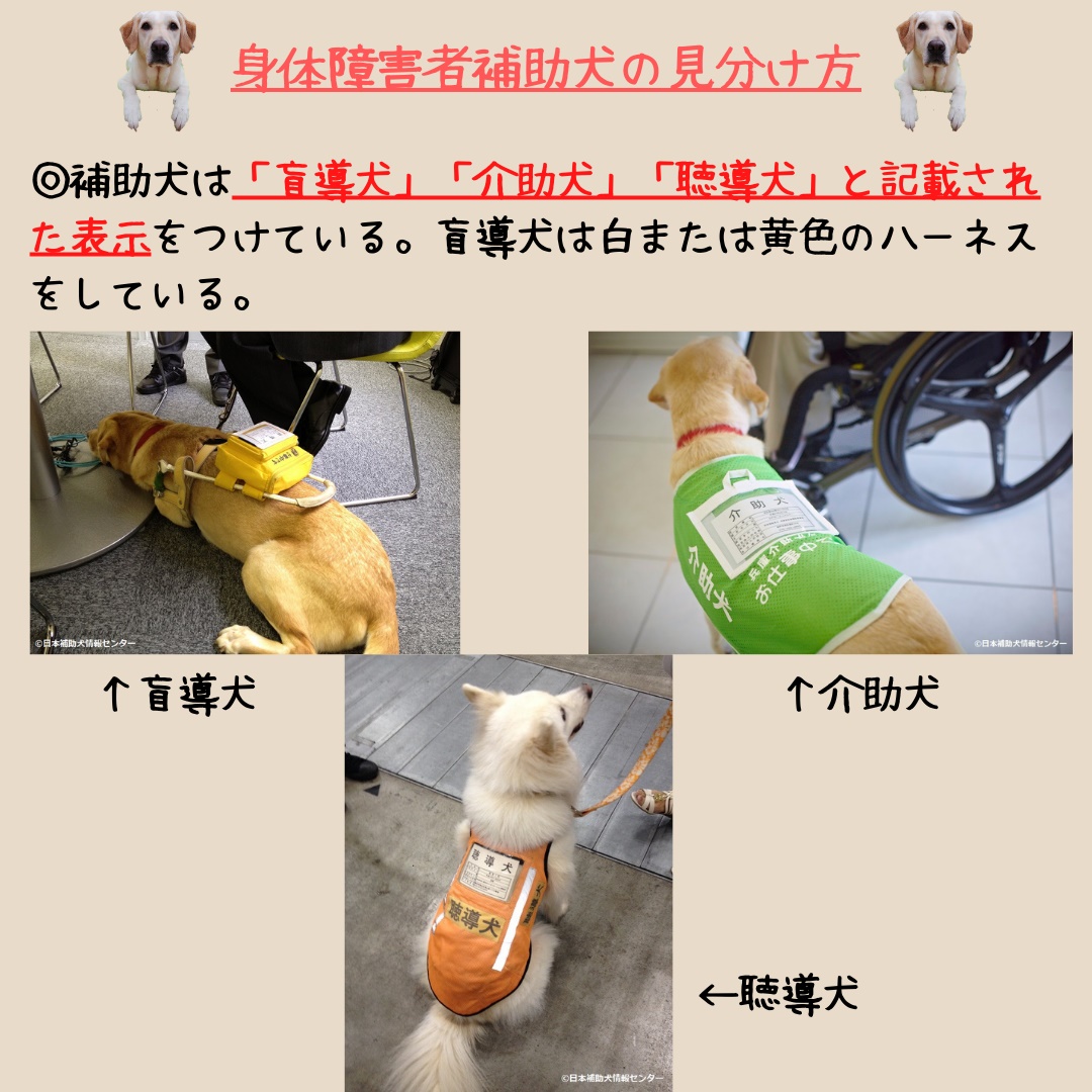 Faq 0014 補助犬とペットは どうやって見分けるの 特定非営利活動法人 日本補助犬情報センター